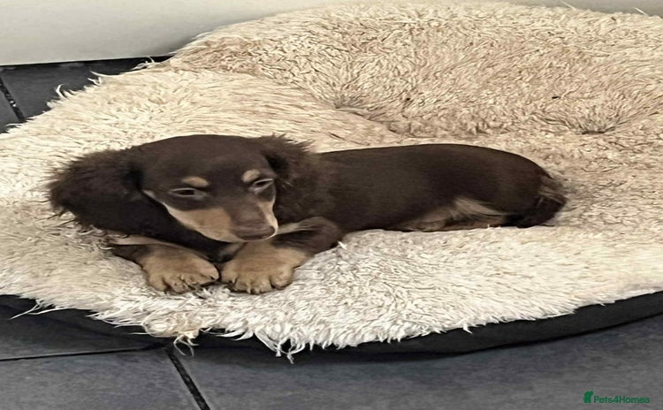 Miniature Dachshund dogs - Advert 3