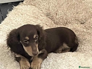 Miniature Dachshund dogs - Advert 23