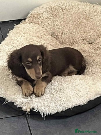 Miniature Dachshund dogs - Advert 3