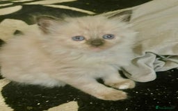 Mixed Breed cats for sale: 3/4 ragdoll kittens available  - Image 19