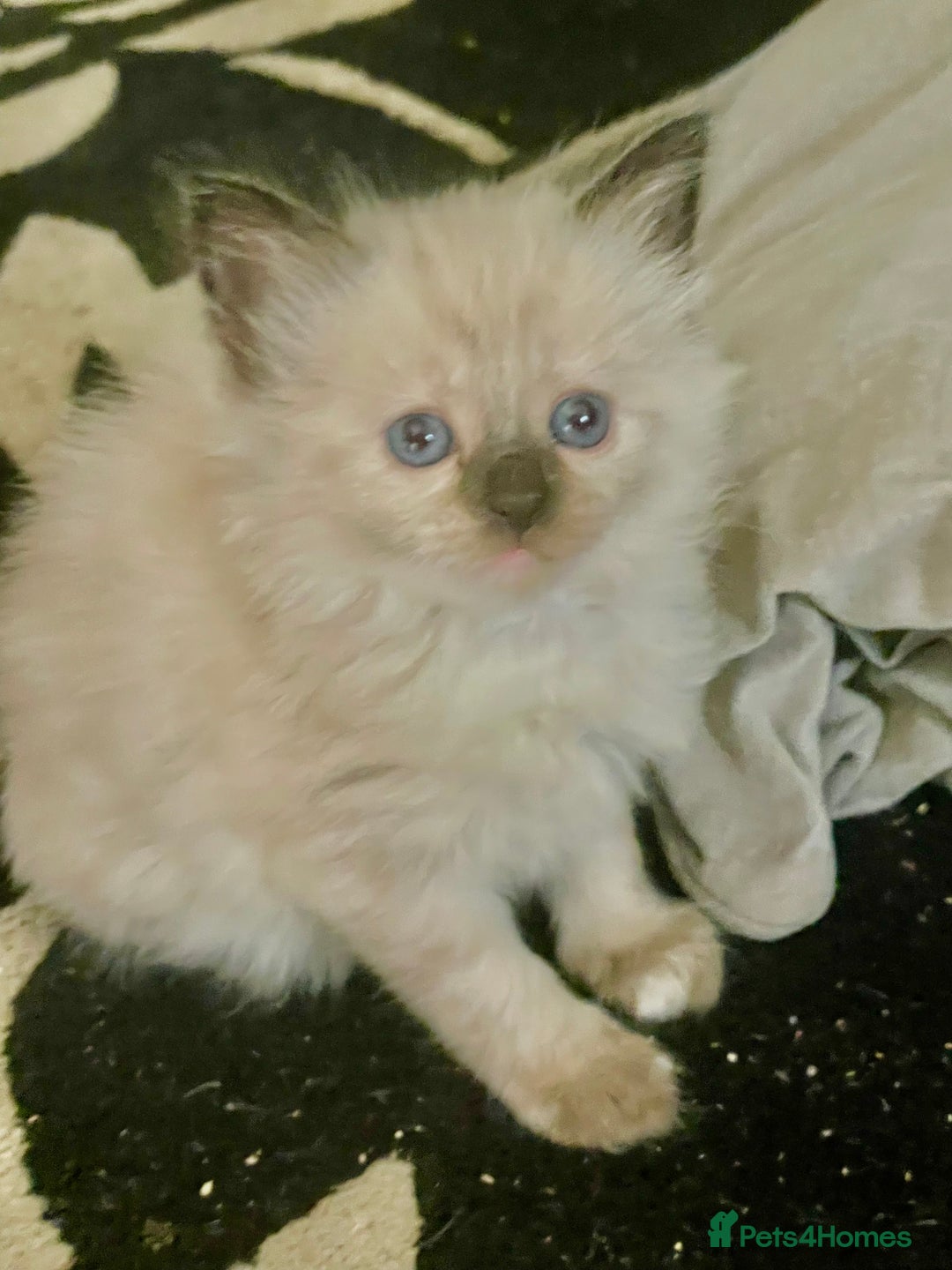 Mixed Breed cats for sale: 3/4 ragdoll kittens available  - Image 19