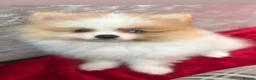 Pomeranian dogs for sale: READY TO LEAVE !! - Advert 2