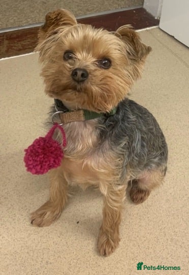Yorkshire Terrier dogs Ralph - loving home wanted  - Advert 1