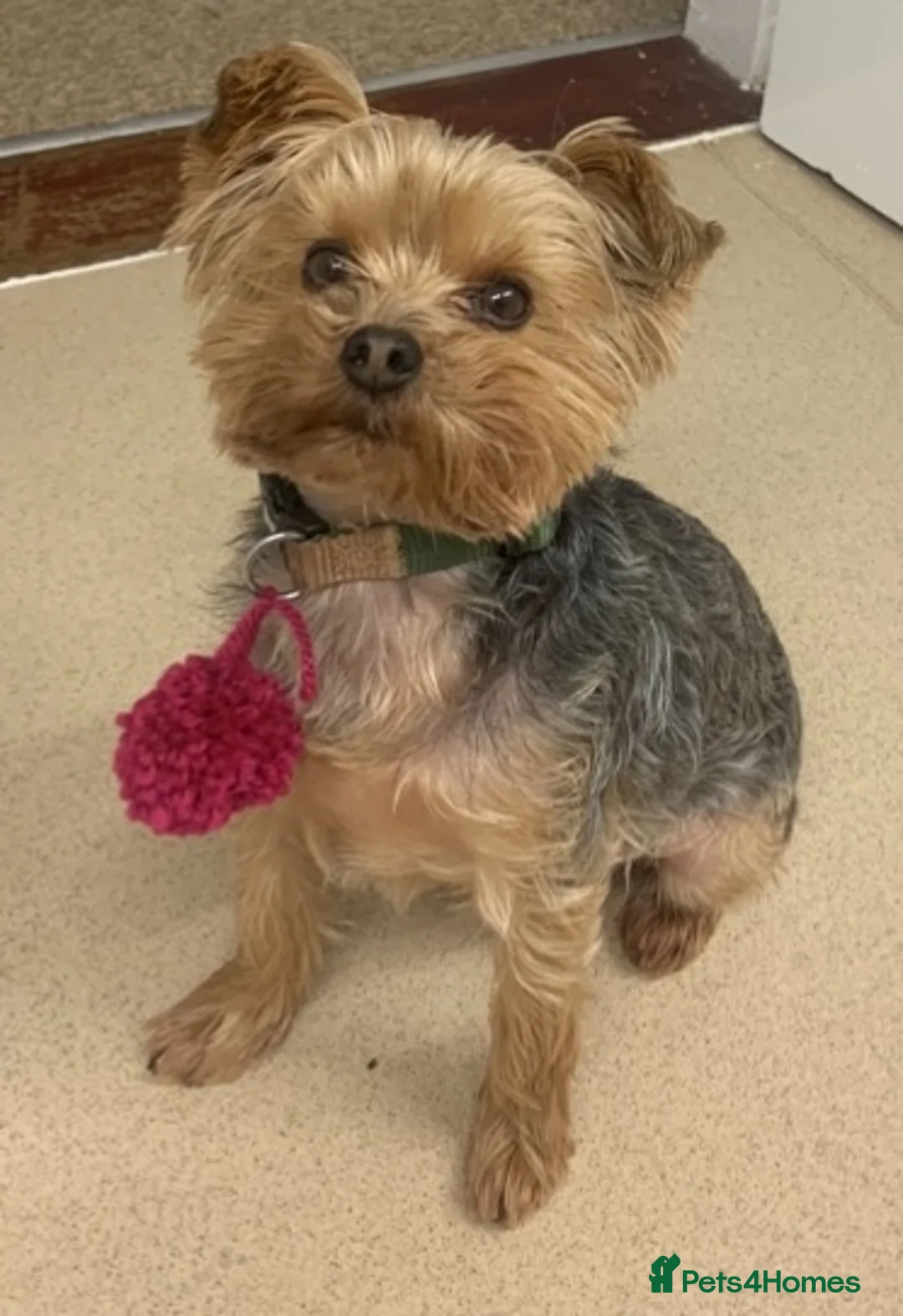 Yorkshire Terrier dogs for sale: Ralph - loving home wanted  in Carterton - Advert 1