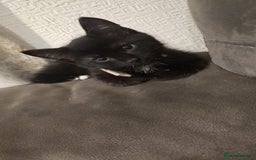 Domestic Shorthair cats for sale: X2 black kittens - Image 7