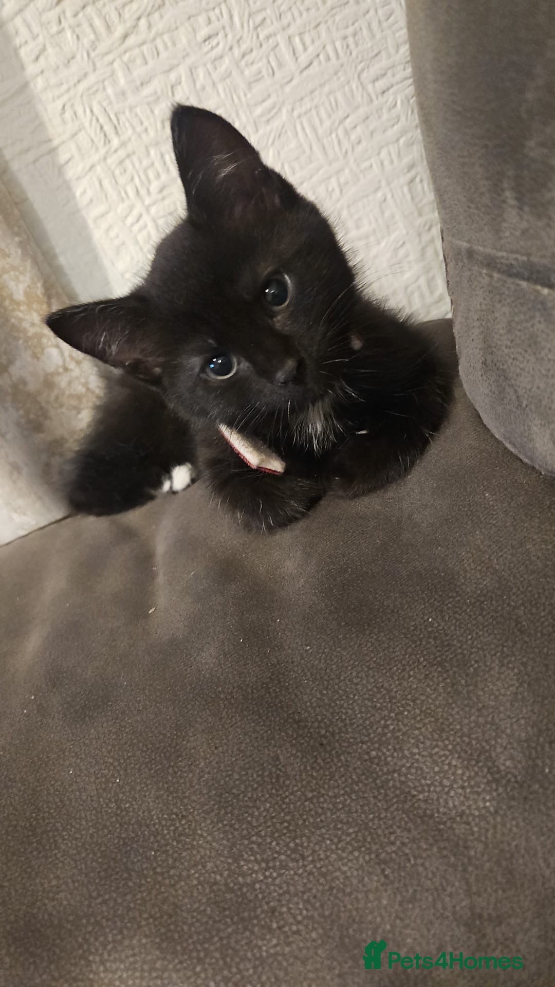 Domestic Shorthair cats for sale: X2 black kittens - Image 7