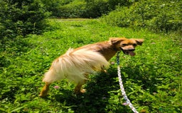 Mixed Breed dogs for adoption: 🐶💖 MIAH 💖🐶 - Image 23