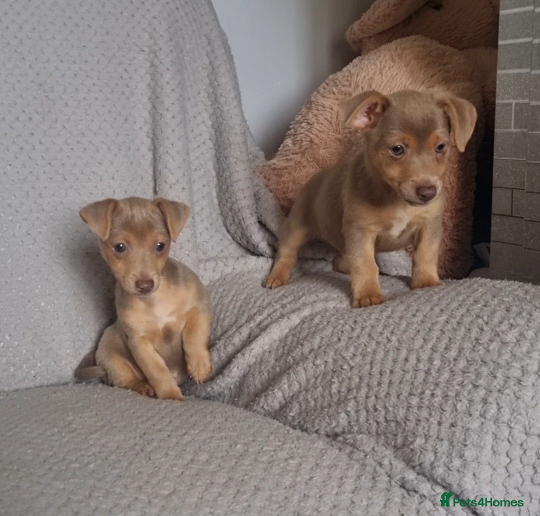 Jack Russell dogs for sale: Miniature jack Russell's only 3 available now - Image 35