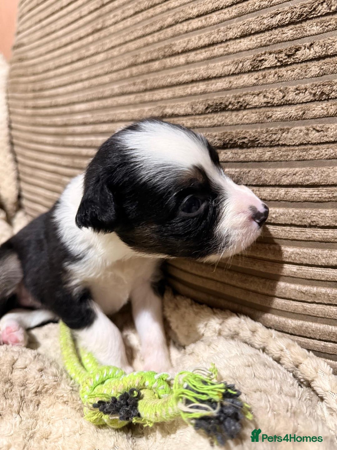 Mixed Breed dogs for sale: ✨🐾 3 Beautiful Female Puppies Available 🐾✨ - Advert 8