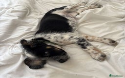 Sprollie dogs for sale: Male 9 week old sprollie  - Image 2