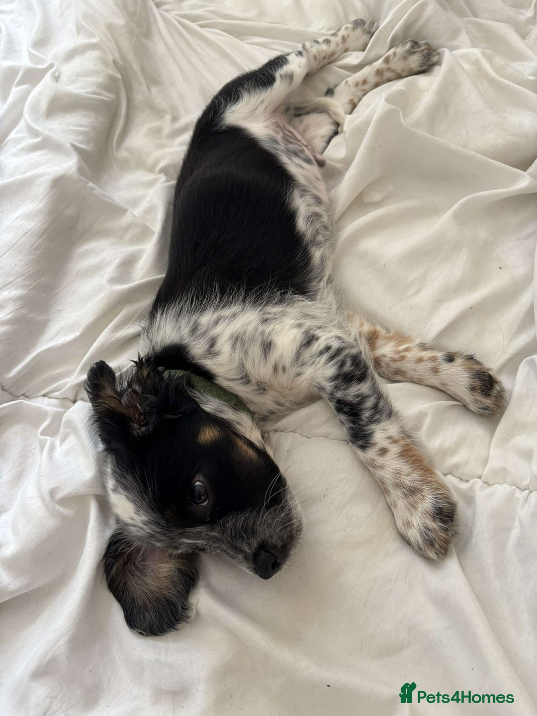 Sprollie dogs for sale: Male 9 week old sprollie  - Image 2