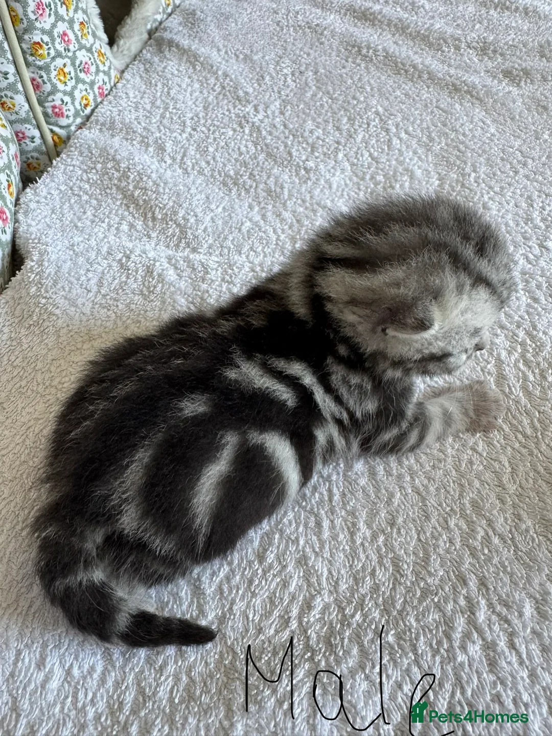British Shorthair cats for sale: British Shorthair KittenSmoke Tabby  3 Girls 1 Boy - Advert 23