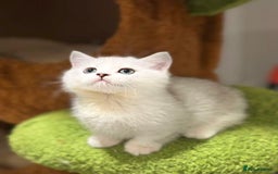 Munchkin cats for sale: Super stunning & rare Minuet - Image 15