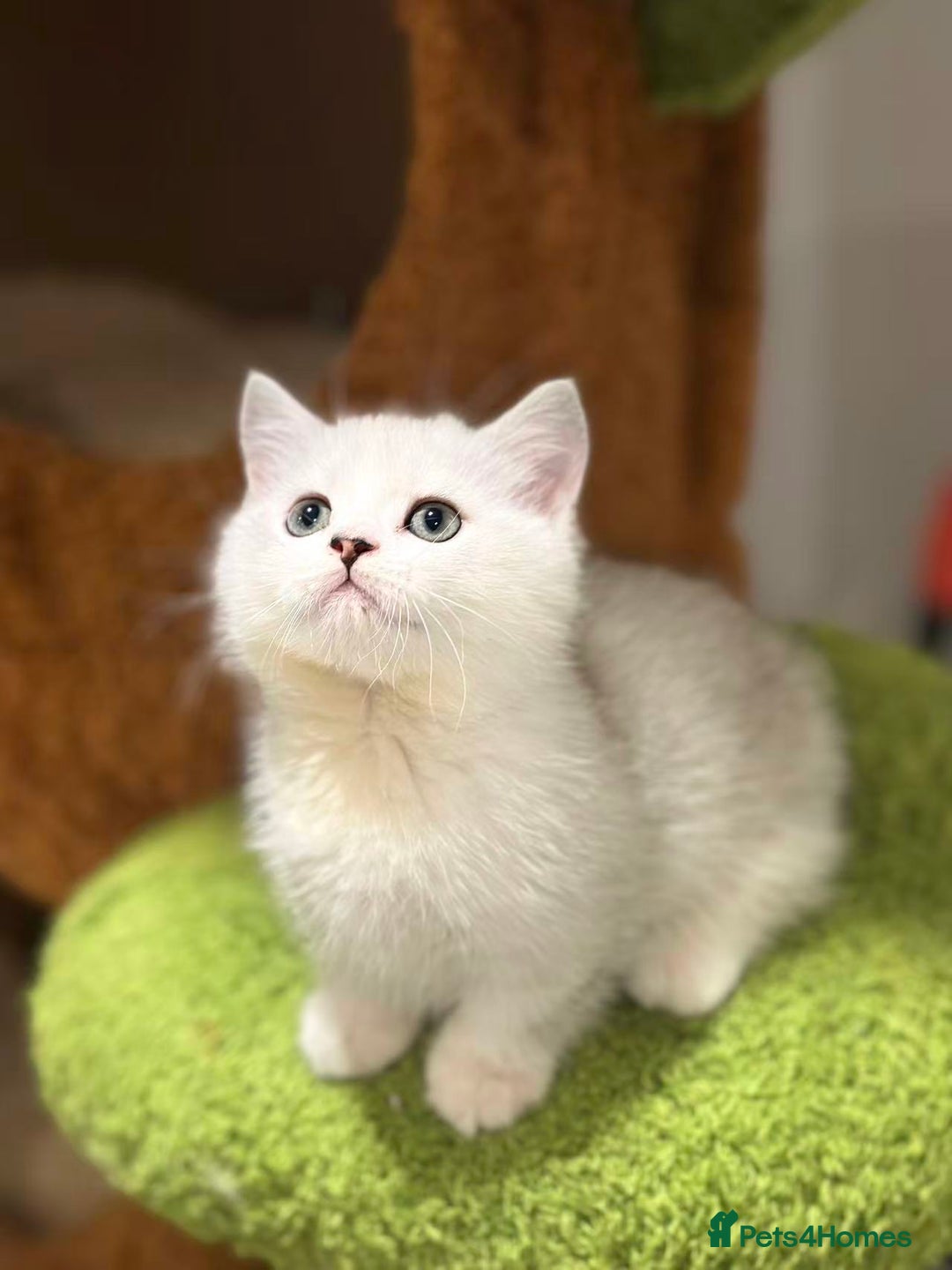 Munchkin cats for sale: Super stunning & rare Minuet - Image 15