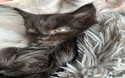Mixed Breed cats for sale: Lovely little kittens for sale - Image 11