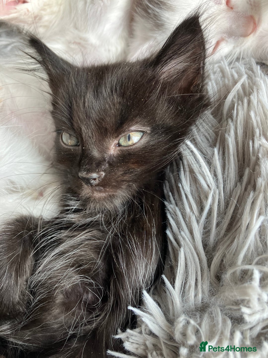 Mixed Breed cats for sale: Lovely little kittens for sale - Image 11