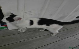Mixed Breed cats for sale: 2 male cats *£20* - Image 2