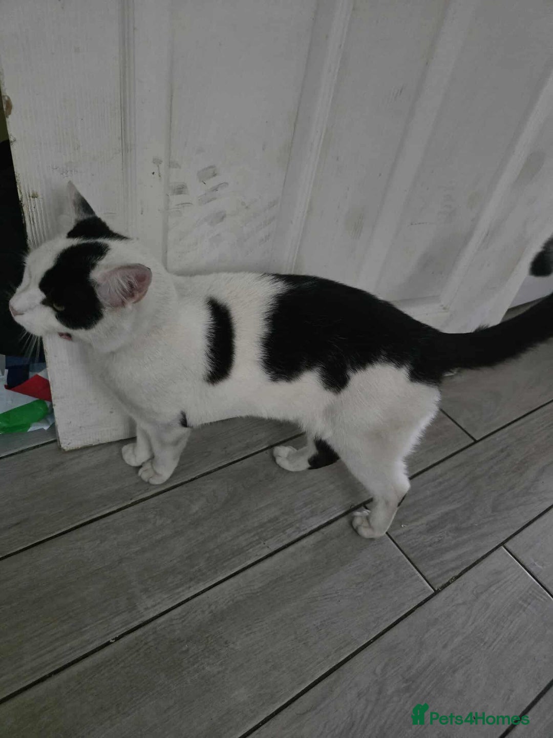 Mixed Breed cats for sale: 2 male cats *£20* - Image 2