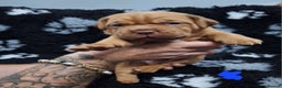 Dogue De Bordeaux dogs for sale: READY TO LEAVE! Stunning Dogue De Bordeaux Puppies - Advert 32