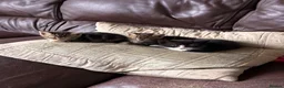 Mixed Breed cats for sale: Black, black and white tabby kittens.  - Advert 4