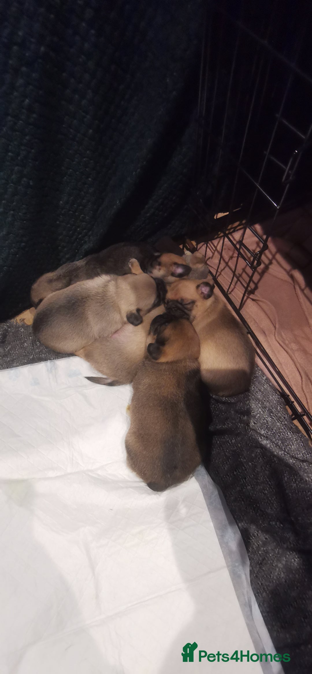 Pug dogs for sale: Pug/Japanese chin puppies  - Advert 5