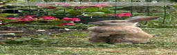Mixed Breed rabbits for sale: Beautiful Friendly Female -Sandy/Fawn Coloured - Advert 3