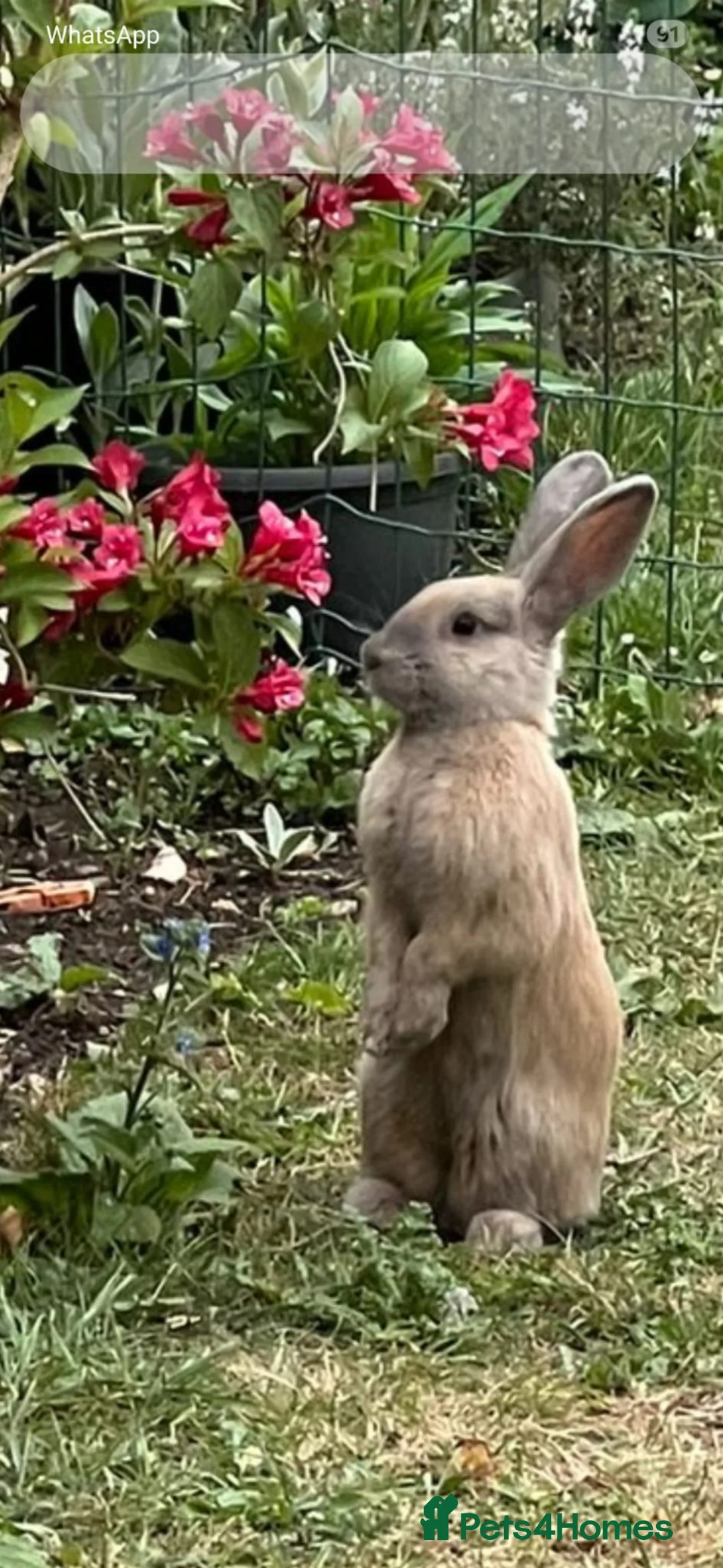 Mixed Breed rabbits for sale: Beautiful Friendly Female -Sandy/Fawn Coloured - Advert 3