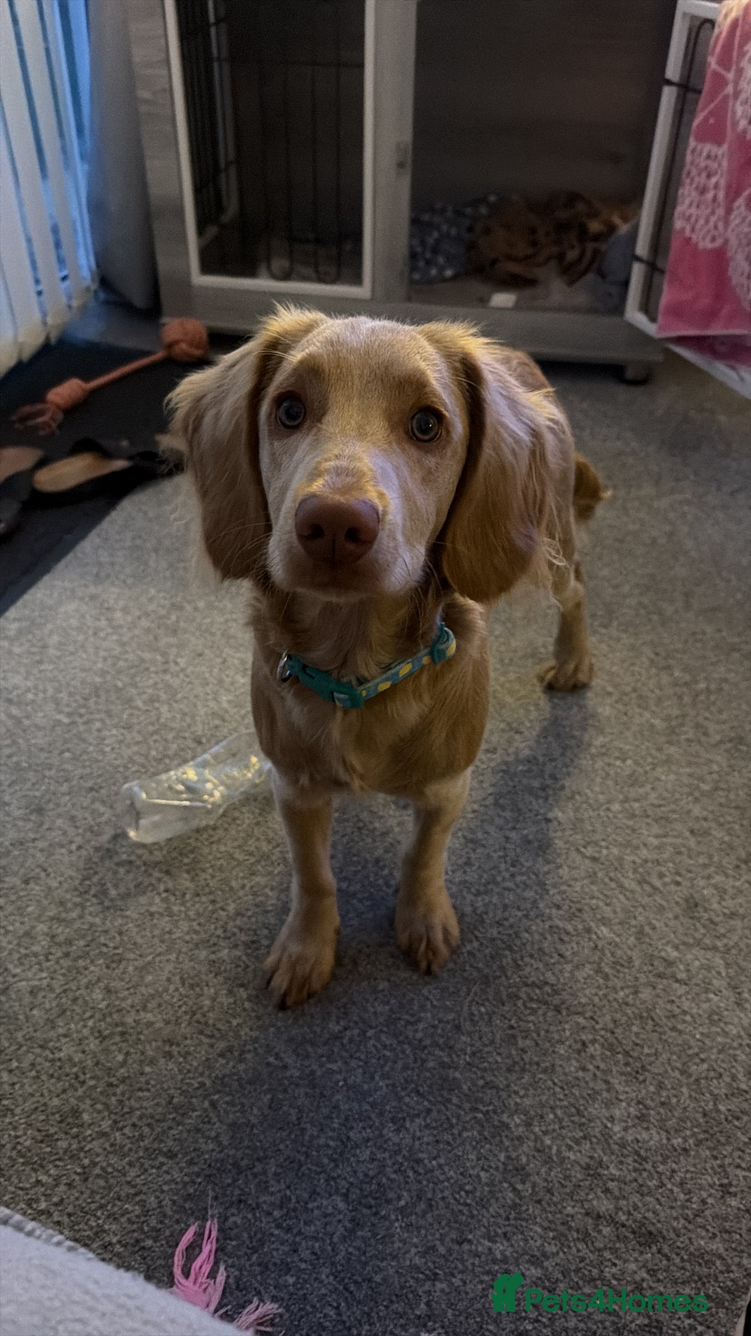 Cockapoo dogs for sale: Gus cockapoo but more spaniel 7 months old - Advert 1