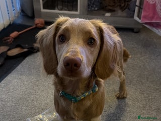 Cockapoo dogs Gus cockapoo but more spaniel 7 months old - Advert 1