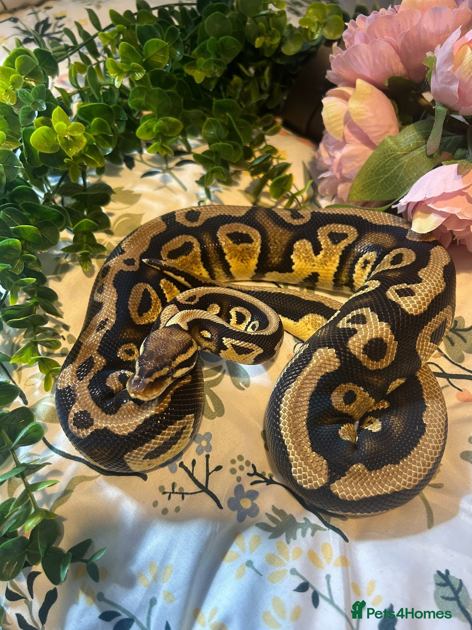 Python Snake reptiles  female royal python - Advert 5