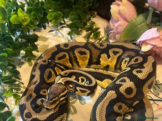 Python Snake reptiles female royal python - Advert 5