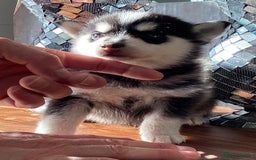 Pomsky dogs for sale: Very Tiny F4 Pomskys  - Image 39