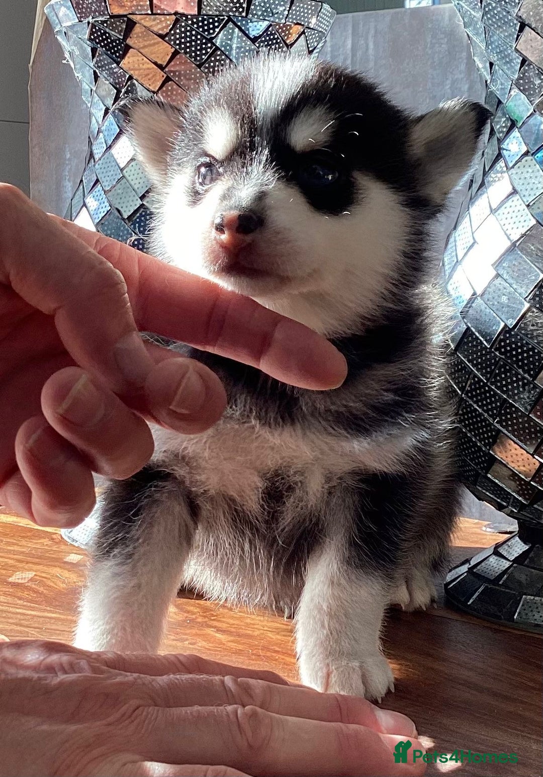 Pomsky dogs for sale: Very Tiny F4 Pomskys  - Image 39
