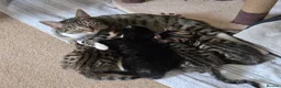 Bengal cats for sale: Adorable Bengal Cross Kittens for Sale - Advert 26