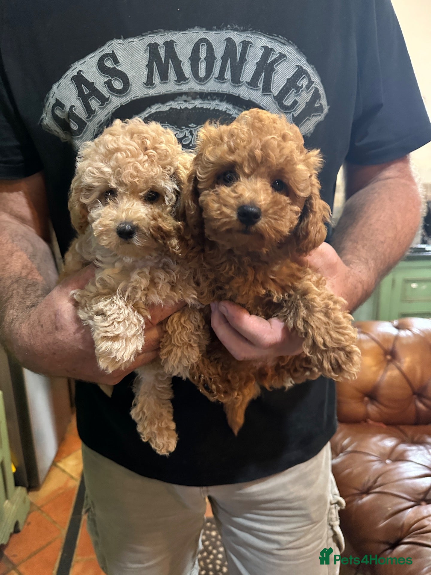 Miniature Poodle dogs ONLY 2 MINIATURE POODLE PUPPIES LEFT - Advert 1