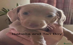 Miniature Dachshund dogs for sale: Ready now - Miniature Dachshunds Puppies - Image 1