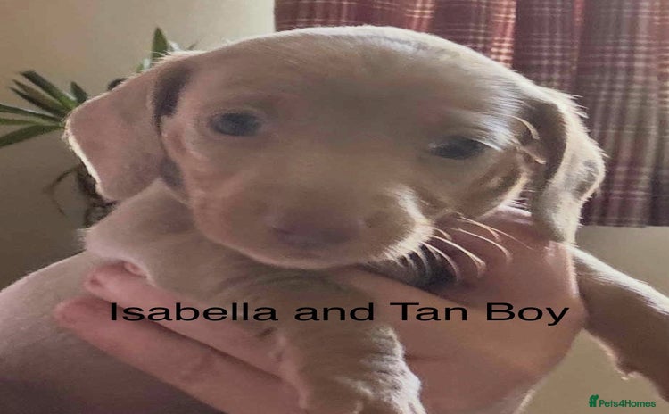 Miniature Dachshund dogs - Advert 2