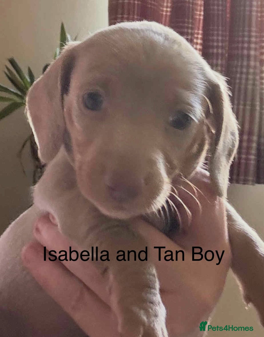 Miniature Dachshund dogs for sale: Ready now - Miniature Dachshunds Puppies - Image 1