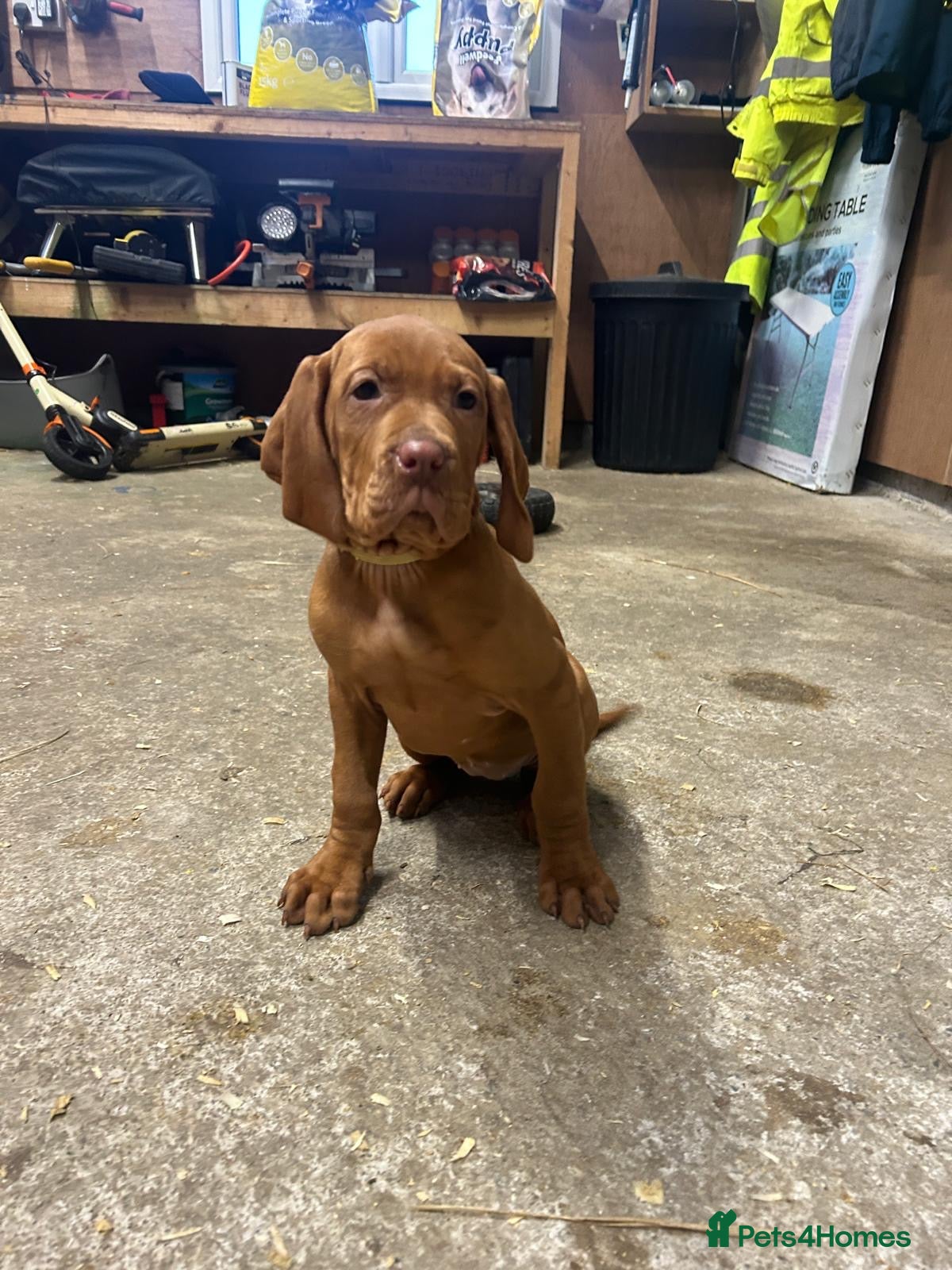 Hungarian Vizsla dogs Pedigree Hungarian Vizsla  in Newry - Advert 1