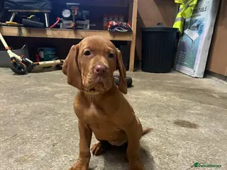 Hungarian Vizsla dogs Pedigree Hungarian Vizsla in Newry - Advert 1