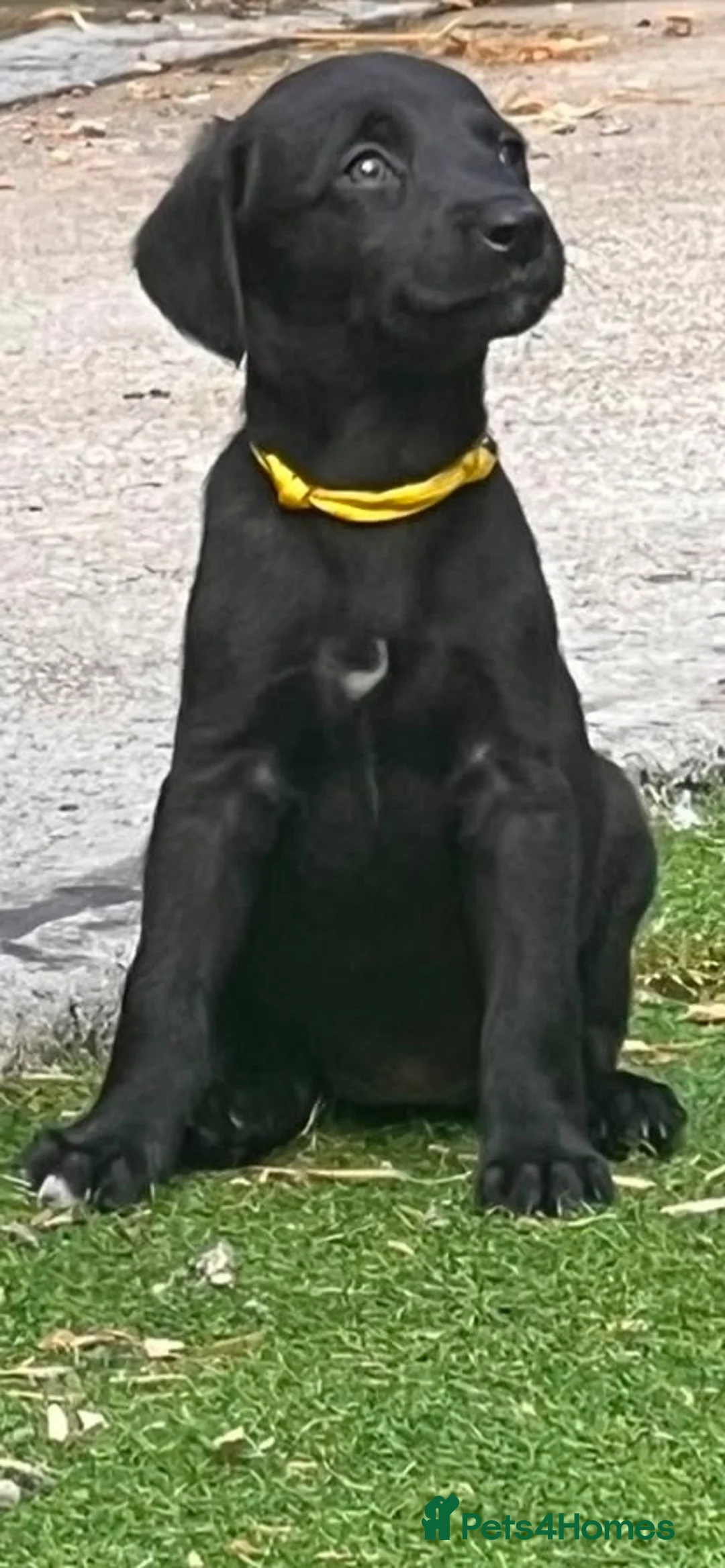 Mixed Breed dogs for sale: Beautiful F1 Bedlington Whippet  in Bradford - Advert 37