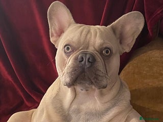 French Bulldog dogs - Advert 30