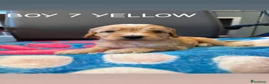 Cockapoo 5 Yellow Collar