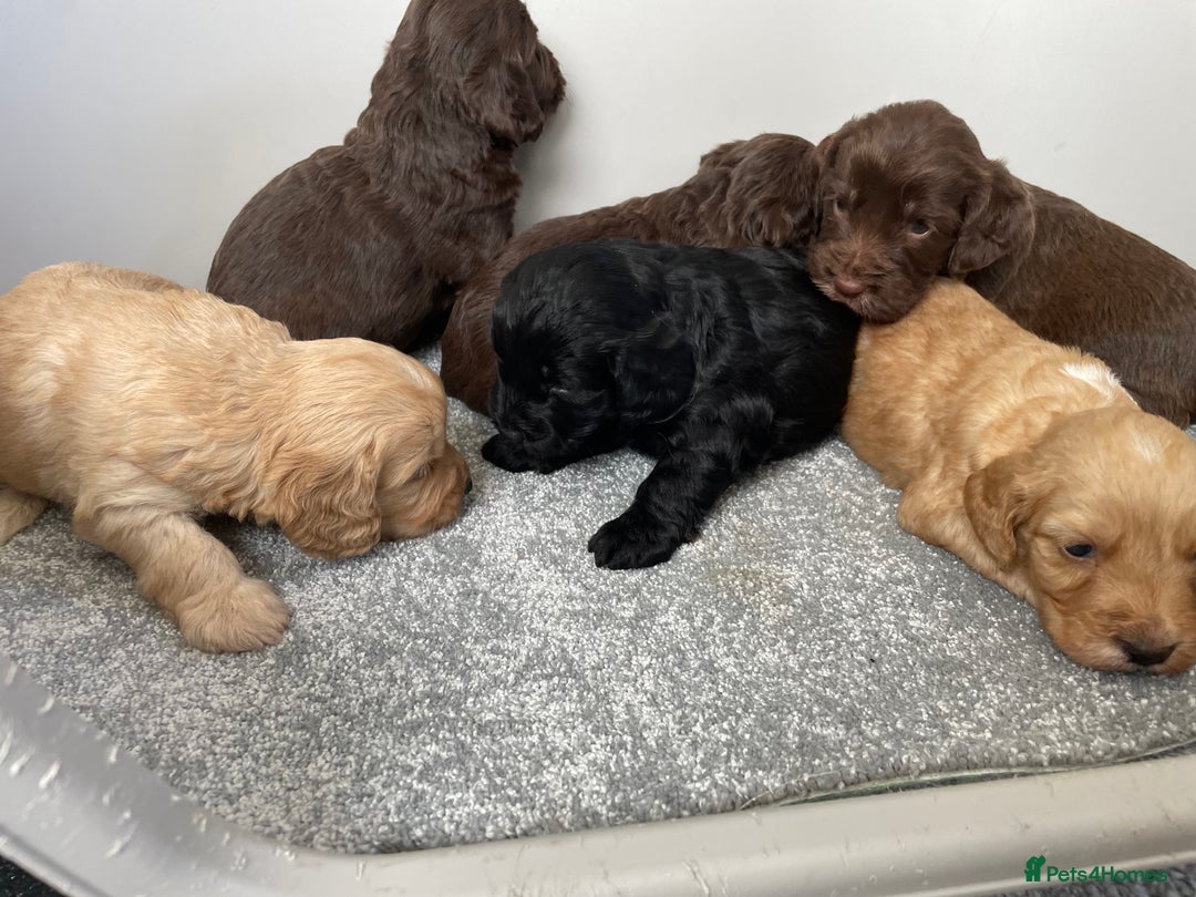 Cockapoo dogs for sale: F1 cockapoo p,r.a clear test - Image 22