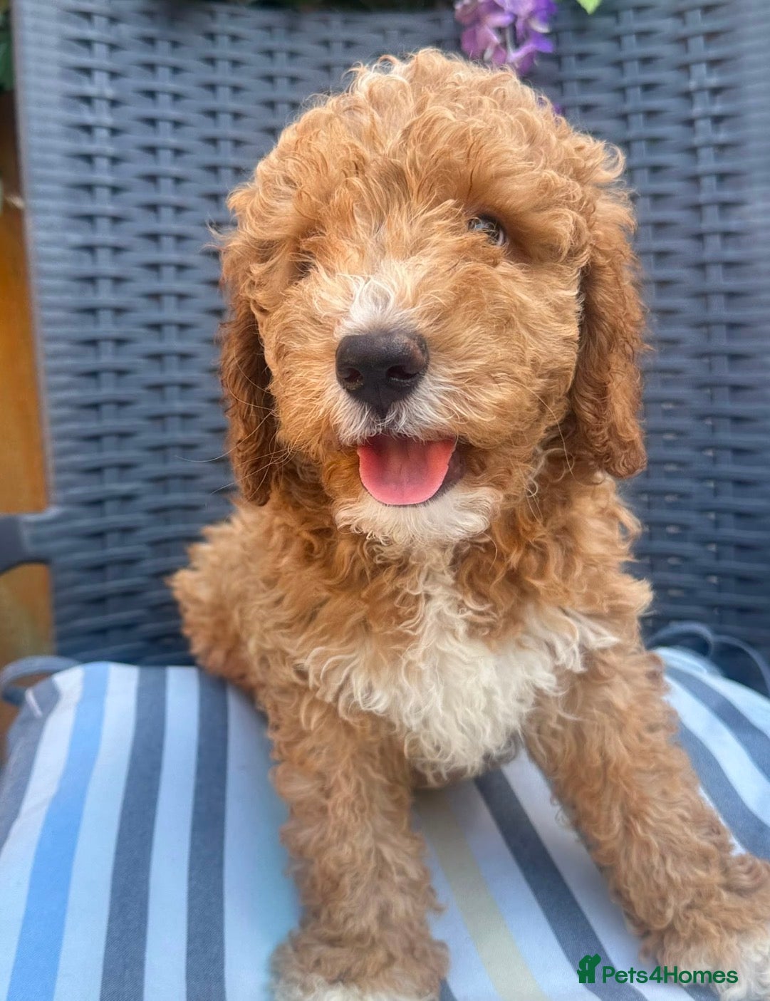 Australian Labradoodle dogs *3 boys ready now 🏡* Australian labradoddles - Advert 2