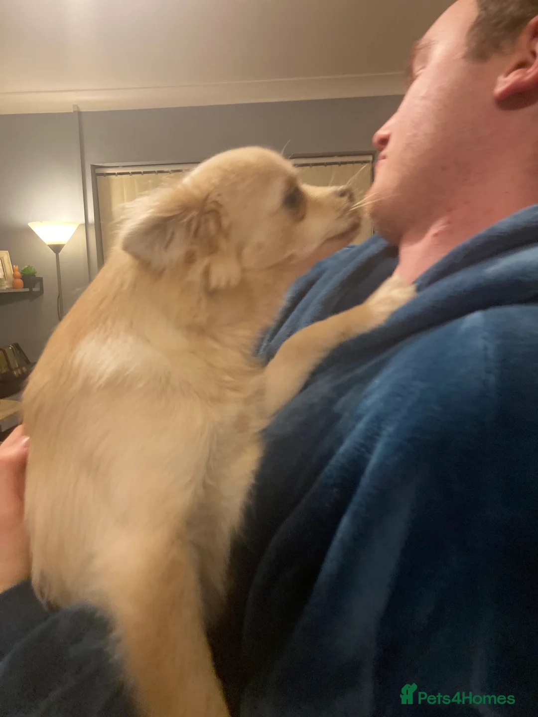 Mixed Breed dogs for sale: Pomchi male  - Advert 2