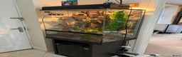 Gecko reptiles for sale: Male Moro Leachie Gecko With Set Up  - Advert 4