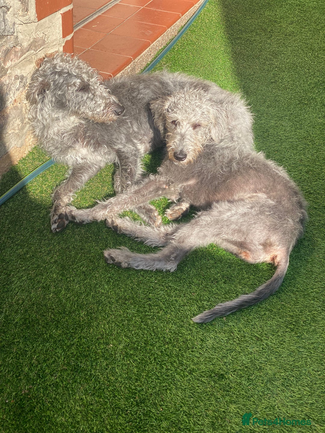 Bedlington Terrier dogs for stud: 3/4 Bedlington 1/4 Whippet Stunning boy for stud - Advert 16