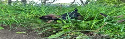 Border Terrier dogs for sale: Border terrier puppies - Advert 14