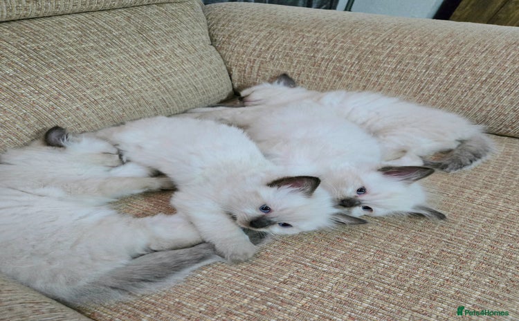 Ragdoll cats - Advert 4